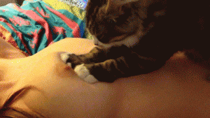 котик на груди.gif