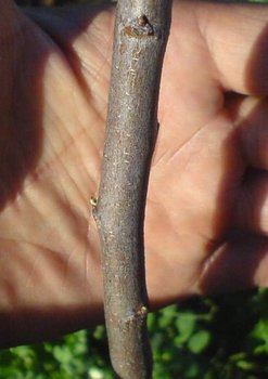 3.thumb.jpg.116c0fc67cd6d0429ec6b6ca7982674a.jpg