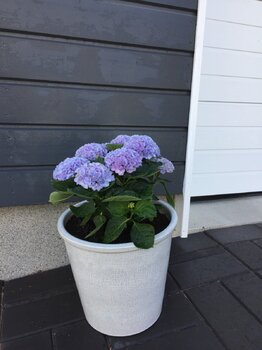 56835131-140B-4447-9060-B644616D4CB1.jpeg