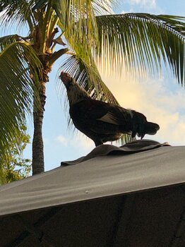 IMG_0417.jpeg