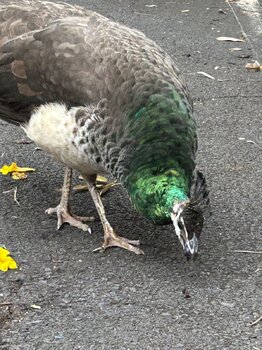 IMG_3574.jpeg